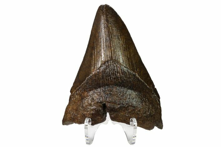 Fossil Megalodon Tooth - Georgia #158742